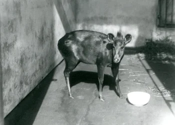 Egy Abbott duiker a londoni állatkertben, 1922 áprilisában